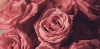 Vikki Gerrard La Crosse WI Environmentalist Shares 6 Sustainable Flower Delivery Companies