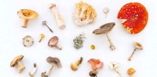 Magic Mushrooms: Potential Health Benefits, Risks, and Tips