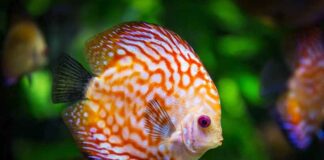 The 5 Most Beautiful Tropical Fish For Your Saltwater Aquarium