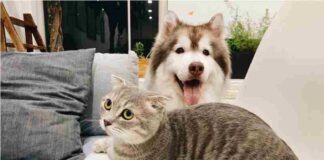 How To Take Care For Your Pets When Moving