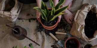 Must-Know Tips for Night-Time Gardening