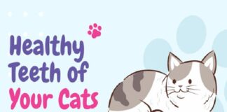 4 Ways to Keep Your Cat’s Teeth Healthy
