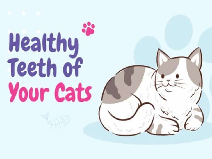 Cat’s Teeth Healthy