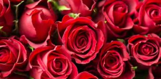 Make Your Romantic Nights Memorable With These Flowers