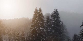 5 Tips for Driving Safely in the Winter