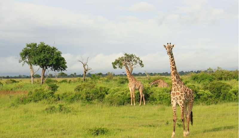 Giraffes on green grass field