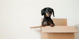 Behind the Scenes: 5 Ways Professional Removalists Can Simplify Your Move