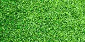 New Lawn Installation Service Vancouver for Lush Yards