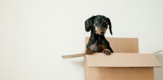 Tips for Moving Out with Pets: How to Keep Them Safe and Happy Black and brown dachshund standing in box