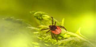 Fleas vs. Ticks: Key Differences and Why Both Are Problematic